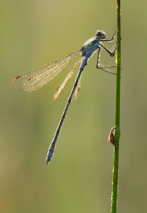 Emerald Damselfly male 1